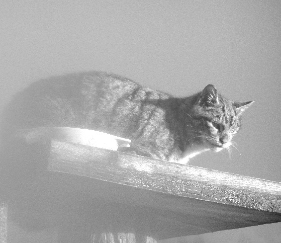 (semi) Wildcat through steamy kitchen window