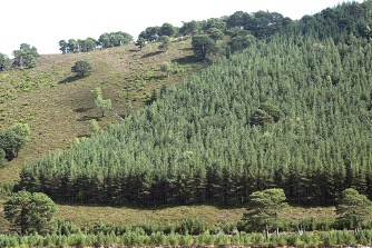 Scots Pine plantation in Glen Feshie